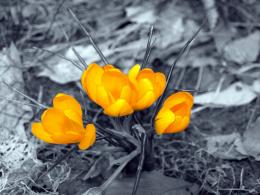 close up flower